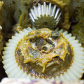 Gear Grease